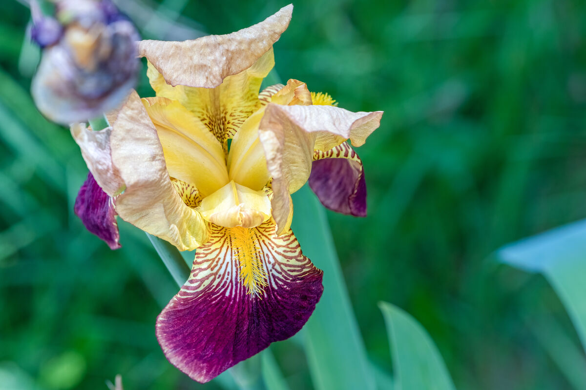 Bearded Iris...