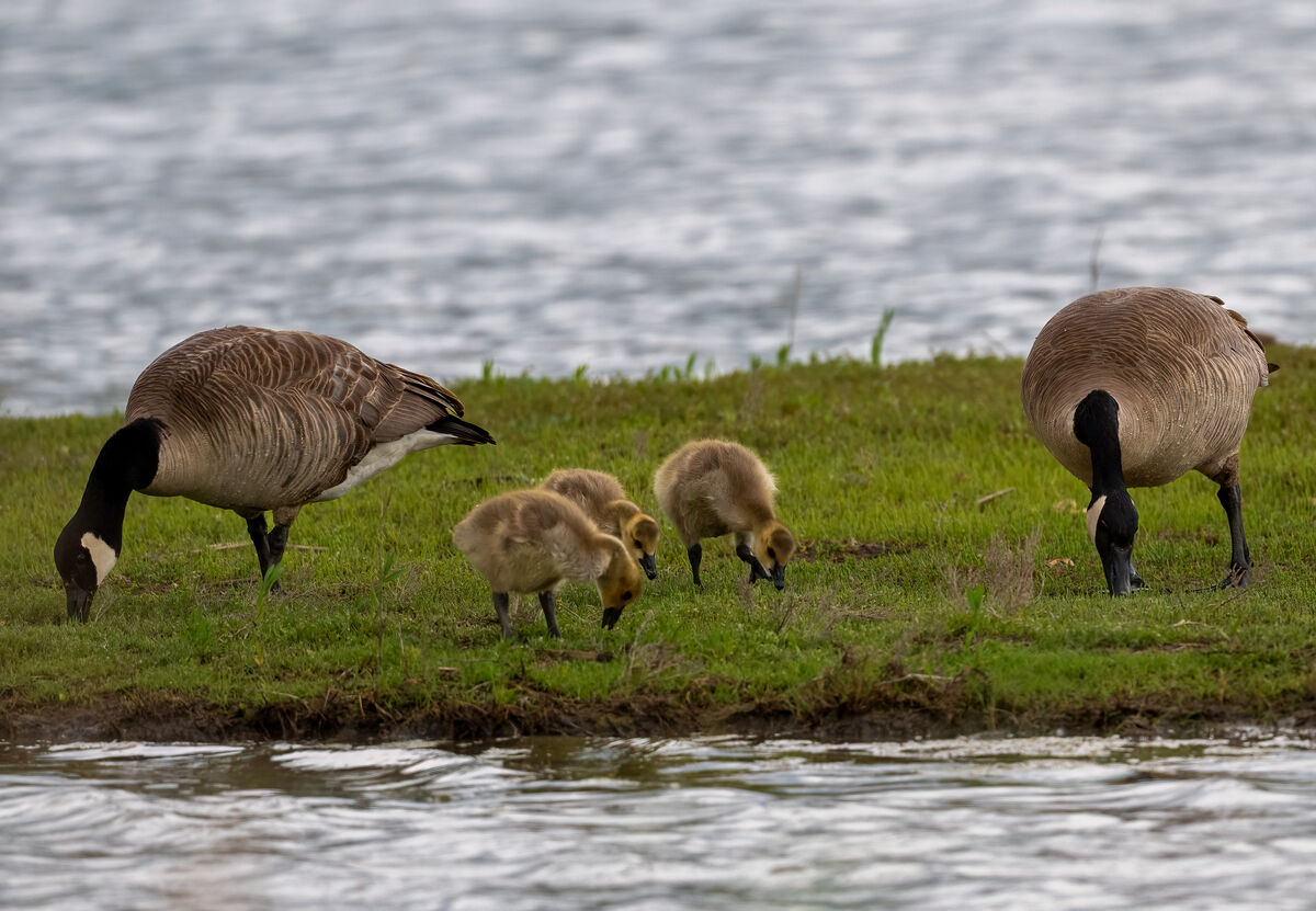 Canada Geese and Geesetts...