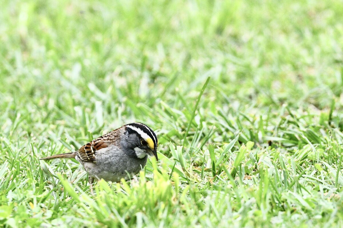 White-throated Sparrow...