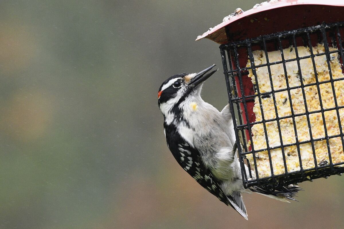 Downy Woodpecker, Male...