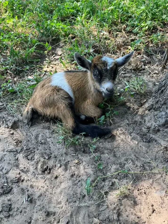 new arrival goat...
