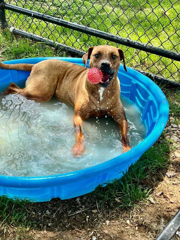 Duke cooling off after a game of fetch...