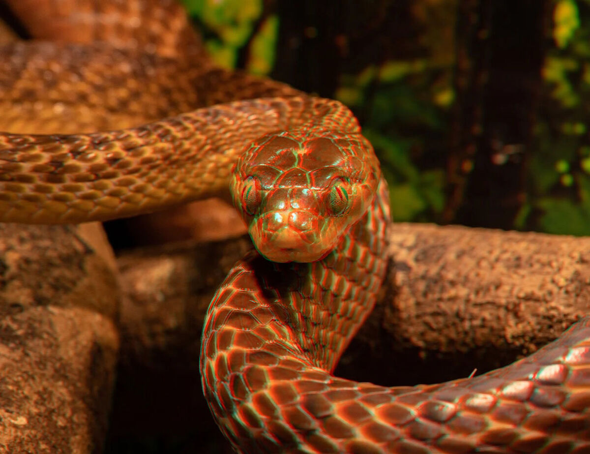 3D - Tree Snake: You will need a pair of anaglyph glasses to view it in ...