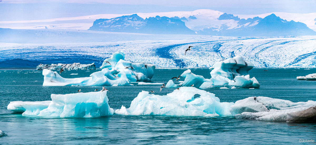 Animals, Breiðamerkurjökull, BIF, Birds, Glacier l...