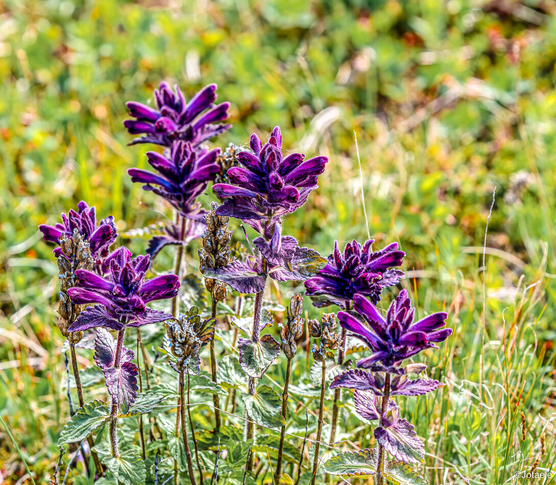 Bartsia alpina, Flowers, Iceland, Plants...