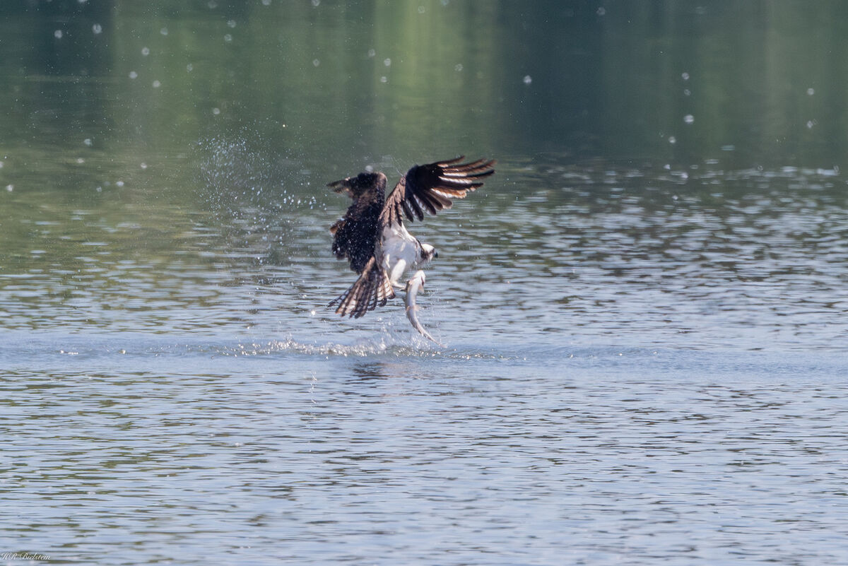 Ho hum, typical Osprey catch...