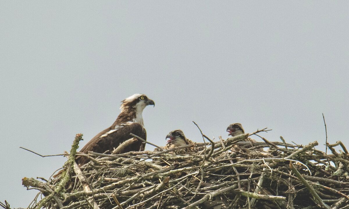 Osprey Babies Are Growing The Osprey babies are here and growing
