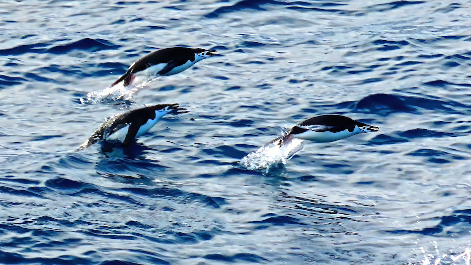 Penguins are great swimmers.  Every time they leap...