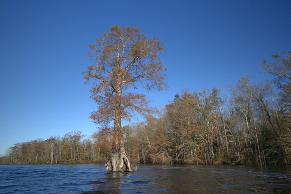 Great Dismal Swamp Suffolk Virginia Placesgreat Dismal Swamp 