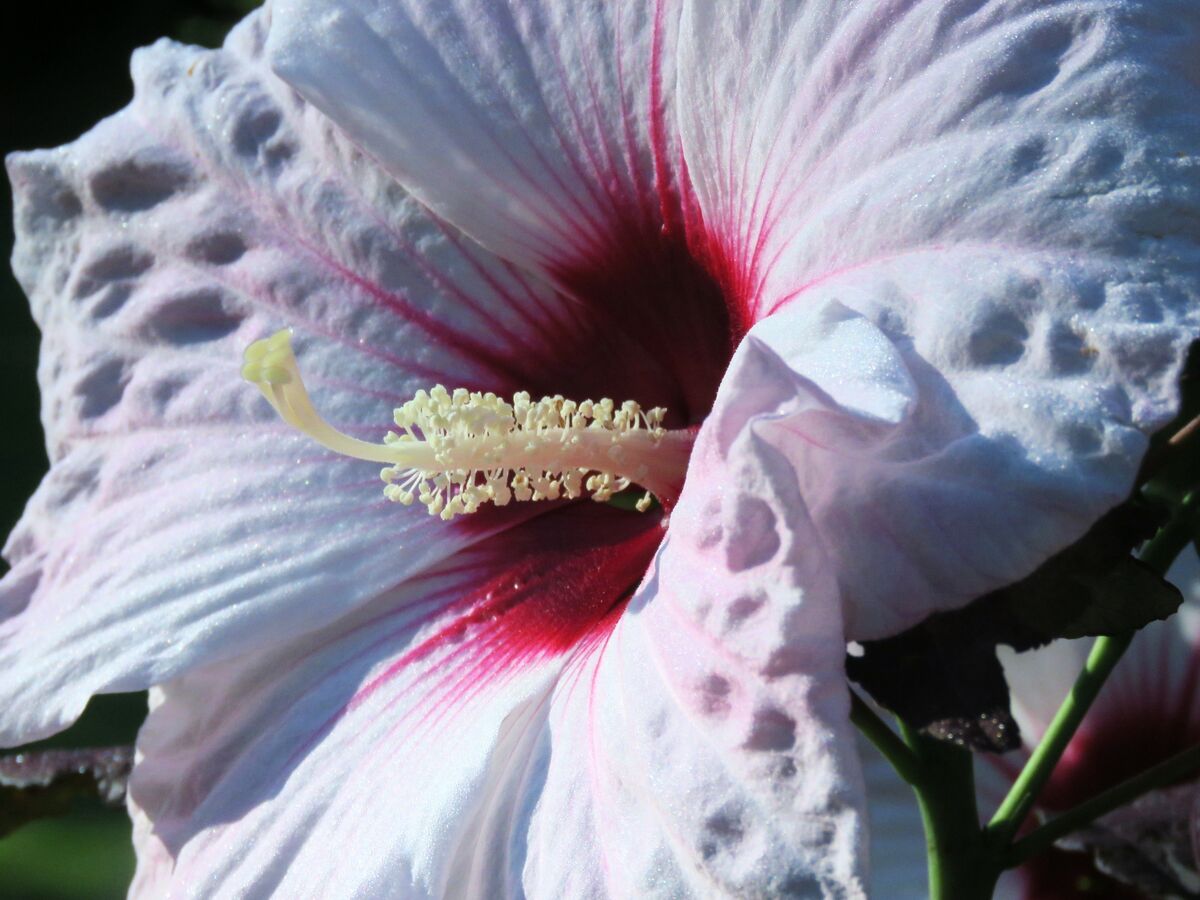 a pretty hibiscus showing off in the early morning...