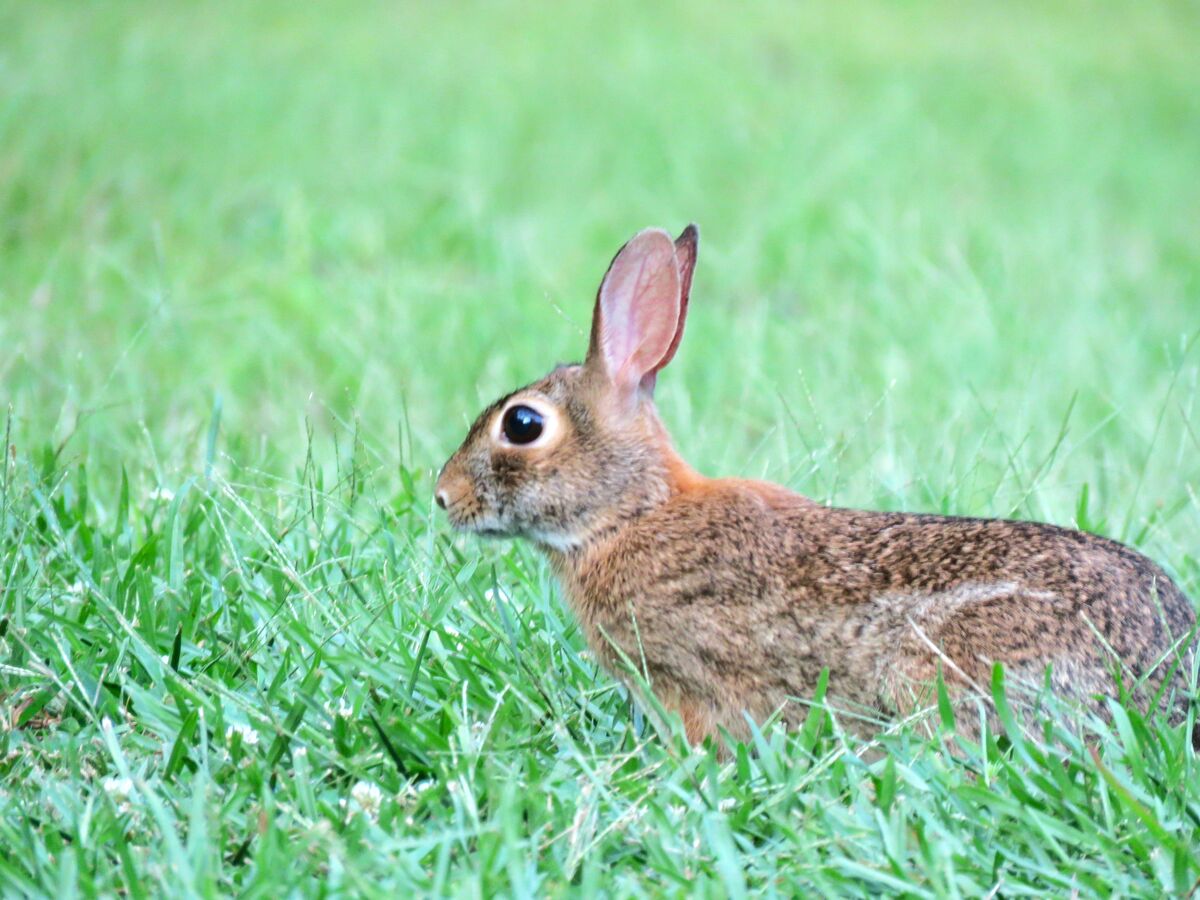 a rabbit nibbling on the grass late in the evening...