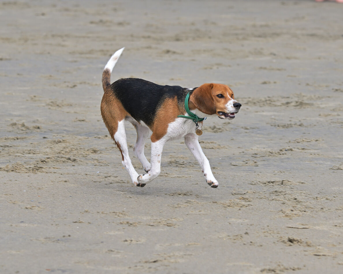 Airborne Beagle...