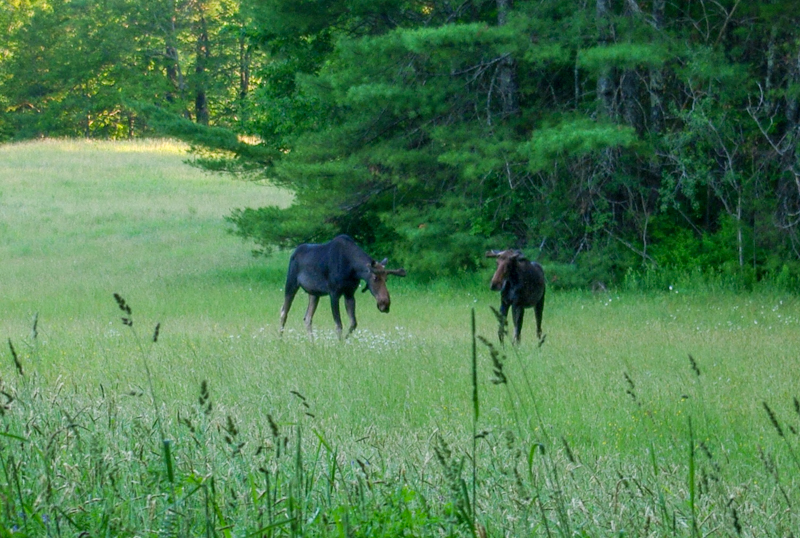 A pic I took years ago. The pair were in the field...