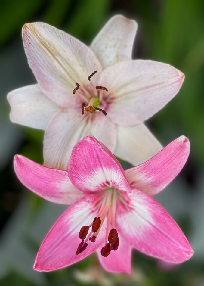 Belladonna lilies...