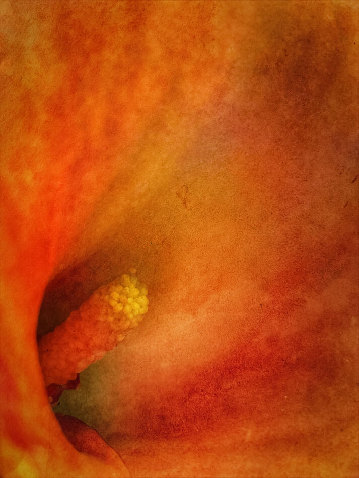 Inside a calla lily...