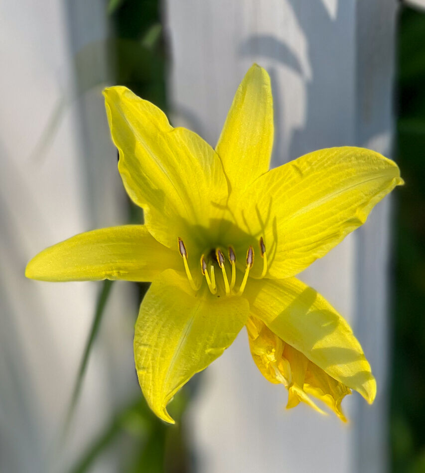 Yellow day lily...