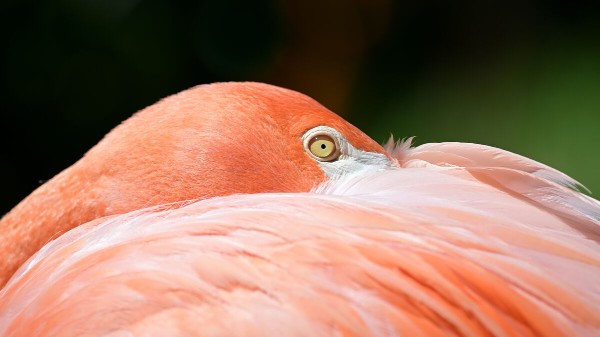 American Flamingo...
