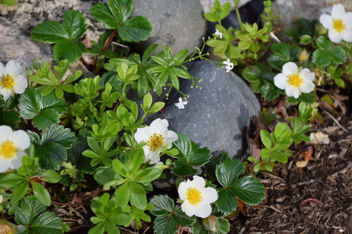 Some groundcover strawberry flowers. Never any str...