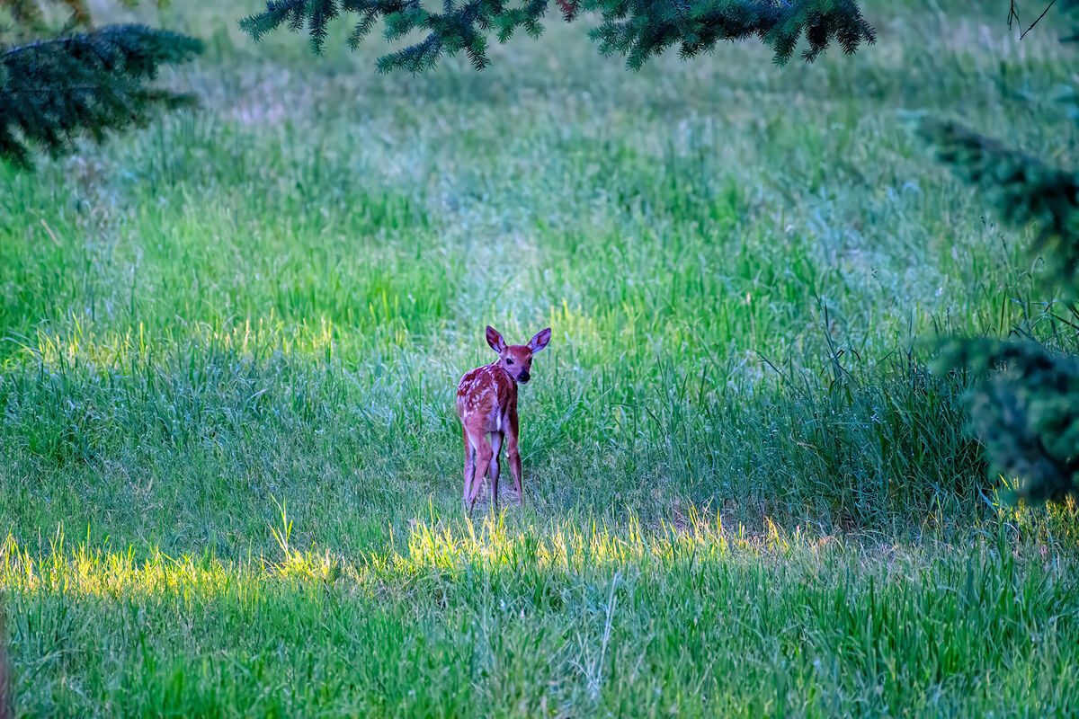 Fawn now sees me...