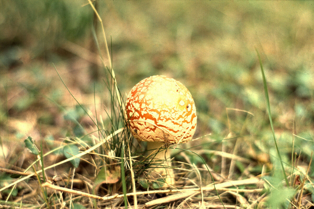 A mushroom found in the forest near Lewiston, Mich...