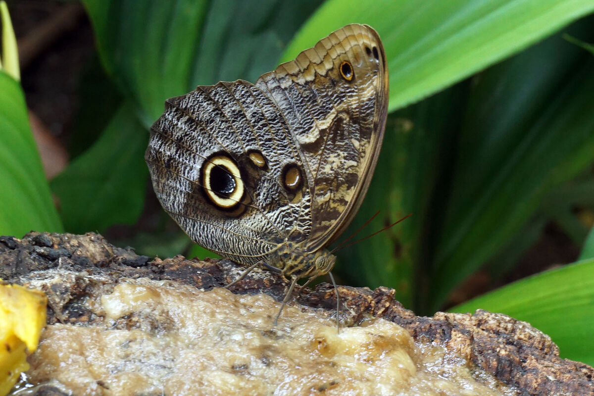 A Tawny Owl Butterfly as seen at the Houston Museu...
