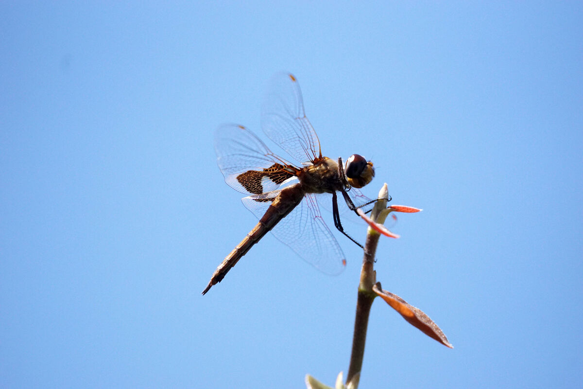 A Dragonfly taken in our backyard in Irvine, Calif...