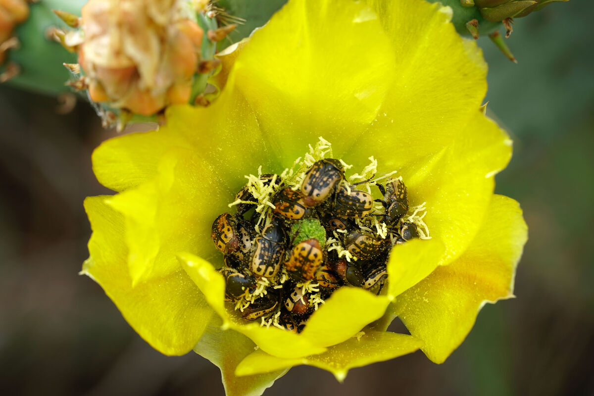 A beetle infested flower of a Prickly Pear Cactus ...