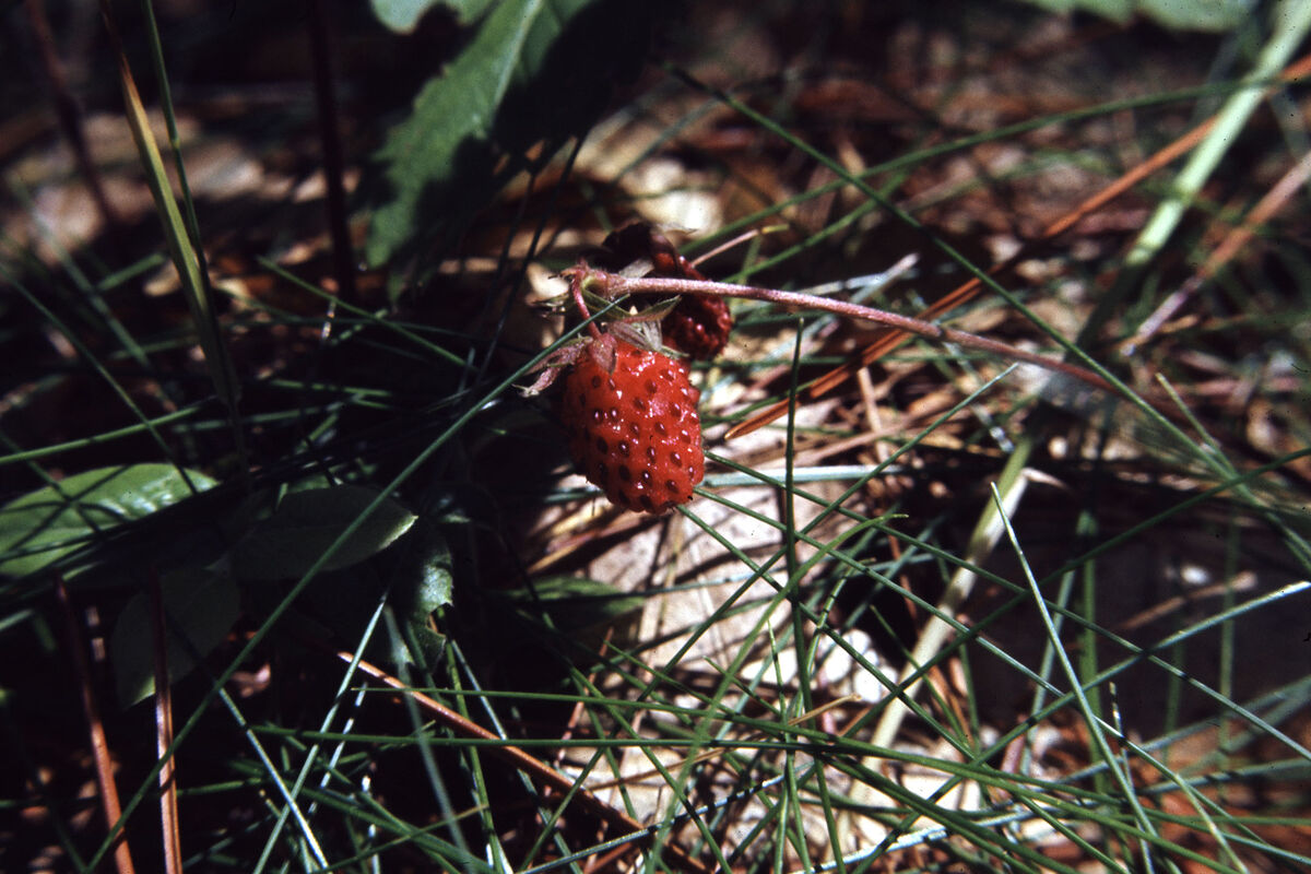 A Wild Strawberry found in the woods near Lewiston...
