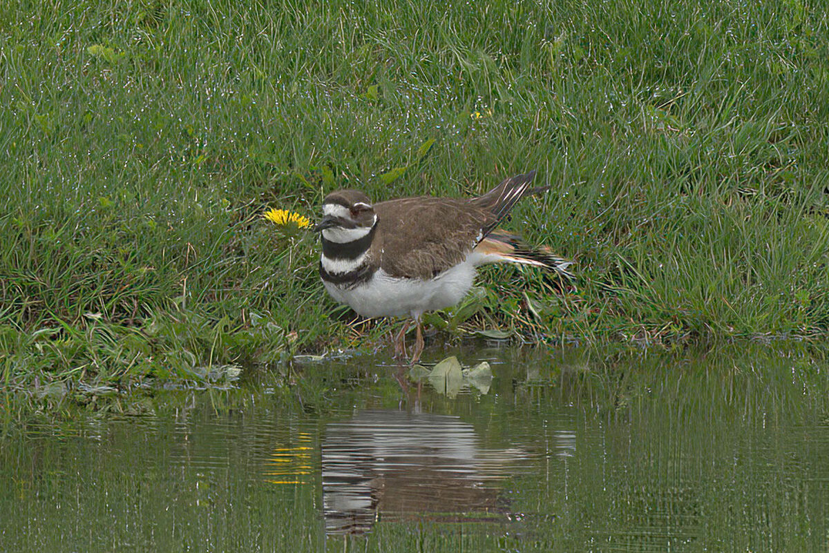 Killdeer I usually find Killdeer skittish, and difficult to photograph