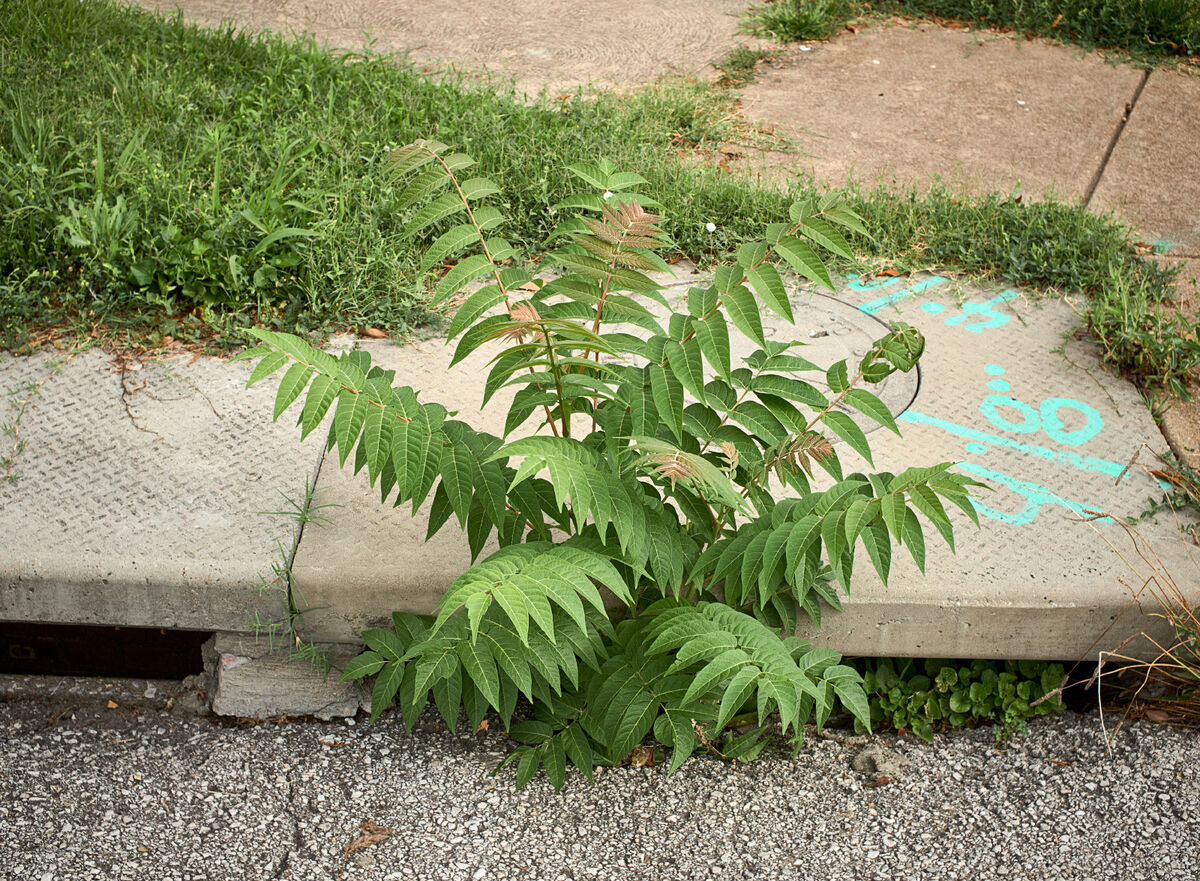 Heaven's Where You Find It In this case growing out of a storm drain