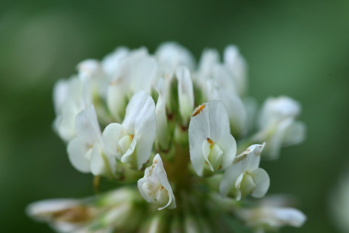 White clover...