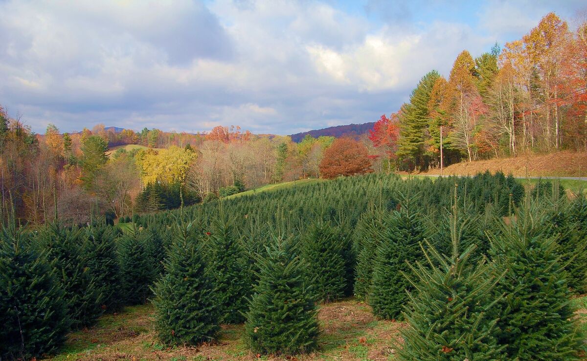 Christmas Tree Farm Throughout the Blue Ridge Mountains, it's a little