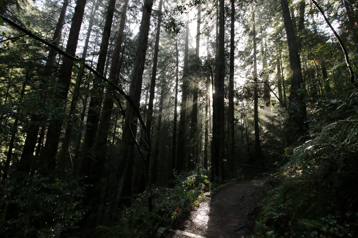 Path into Muir Woods National Park....