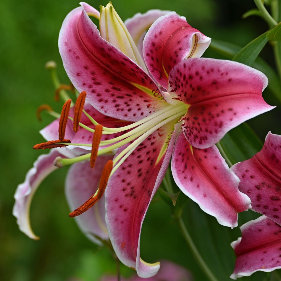 Lilies: Our lilies are doing very well this year.