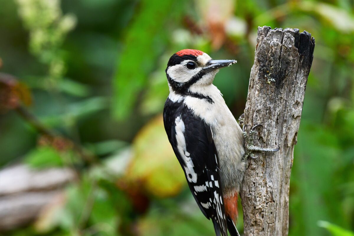 Juvenile Great Spotted Woodpecker...