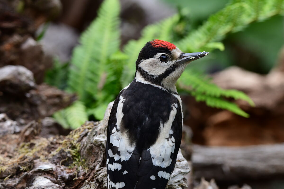 Juvenile Great Spotted Woodpecker....