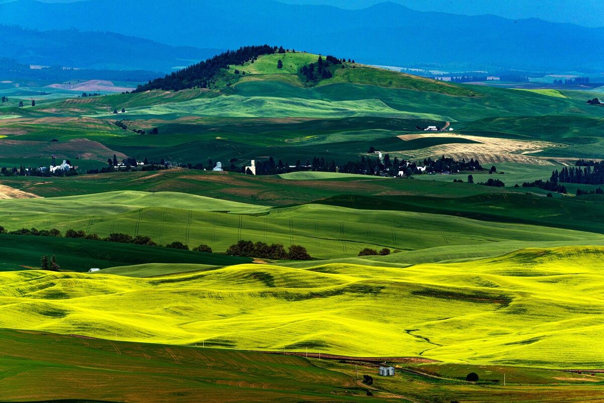The yellow is canola and the green is wheat....
