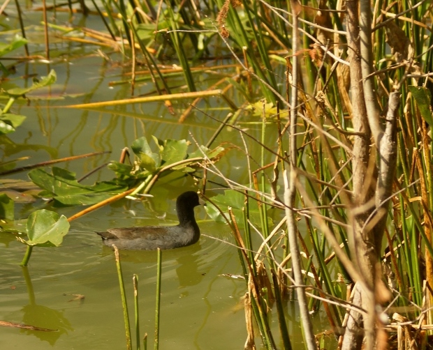 Duck in the reeds....