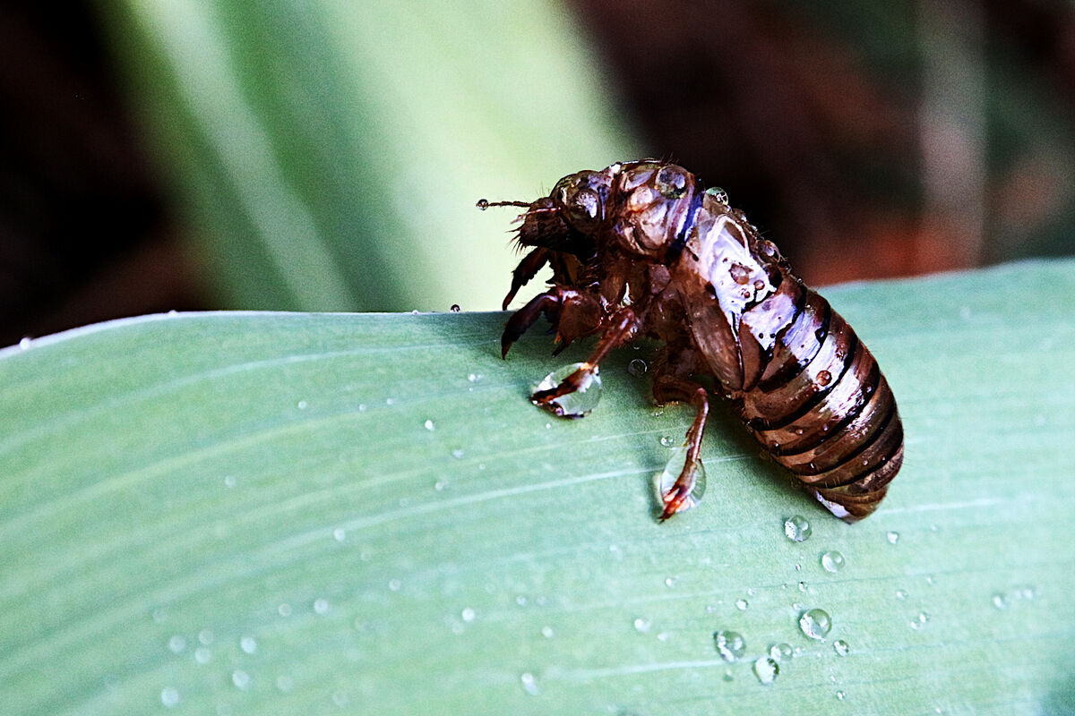 Just a Former Shell of Itself - Cicada...