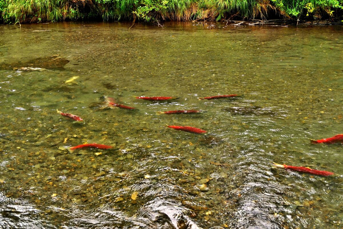 Salmon near the end of their migration to regenera...