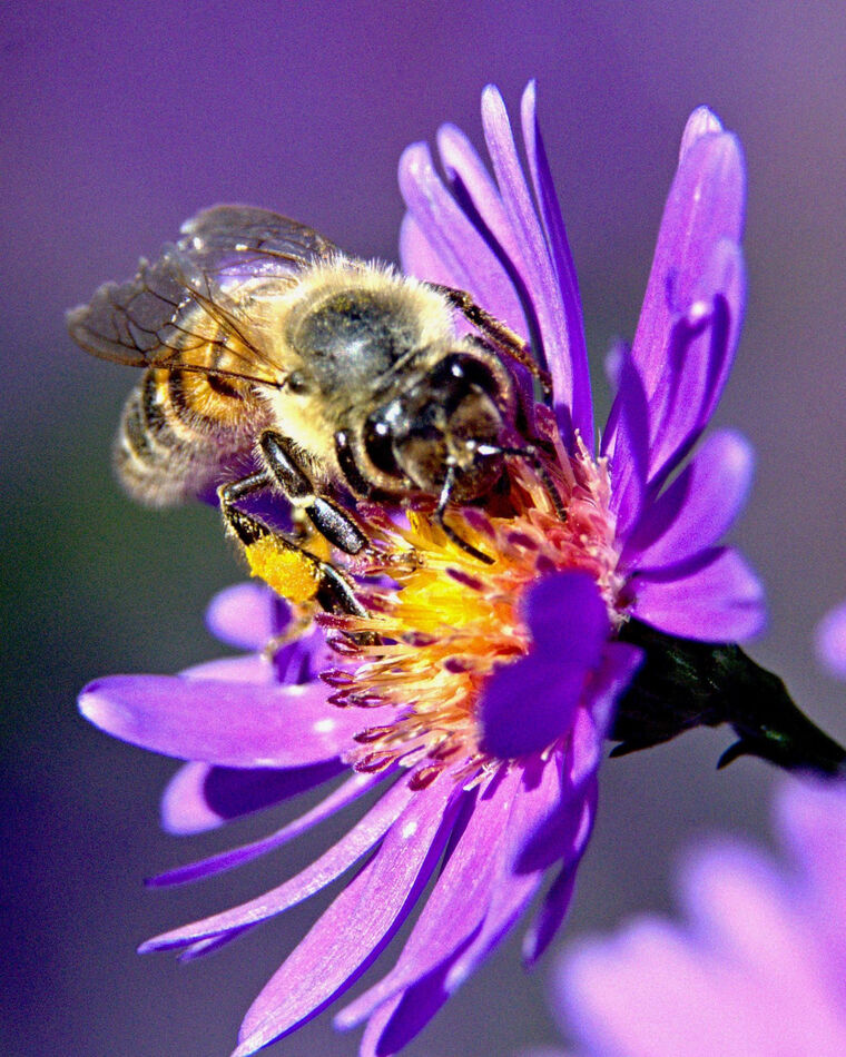Backyard Honey Bee....