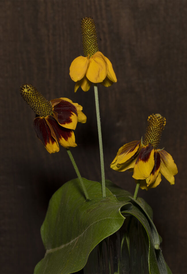 Common milkweed leaves supporting the coneflowers,...