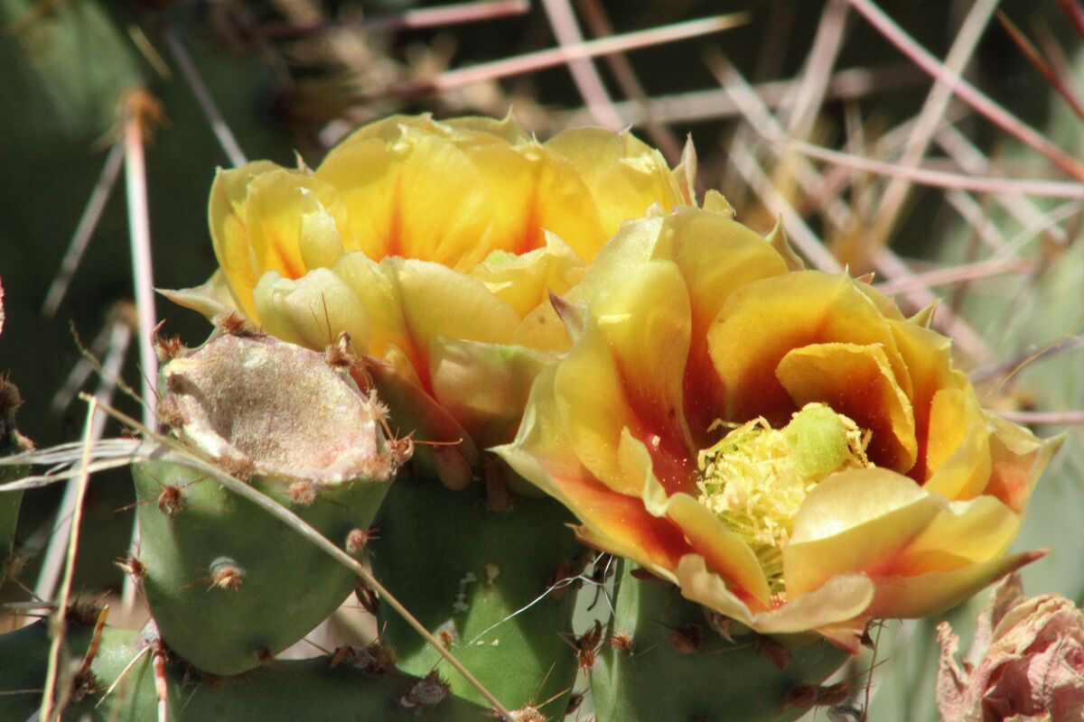 cactus blooms...