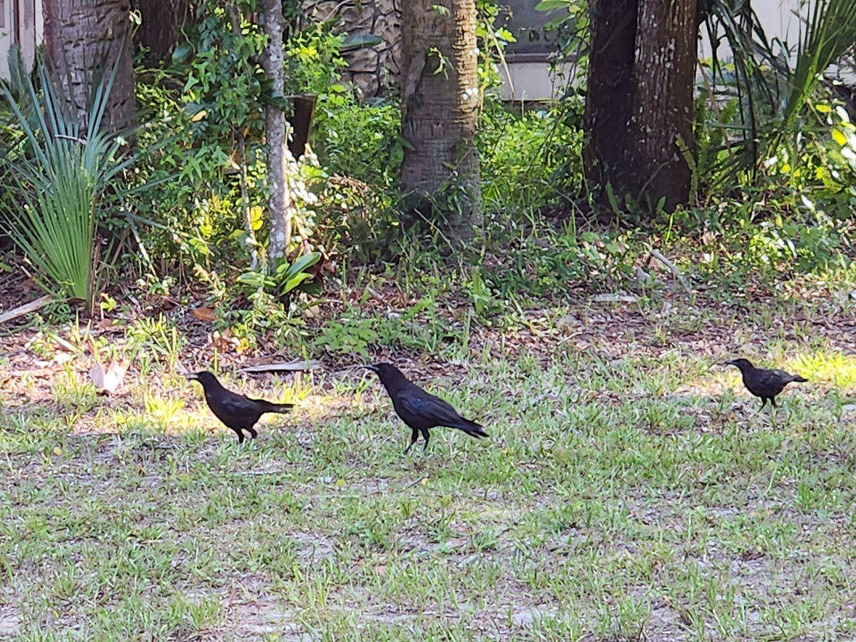 Crows scavenging...
