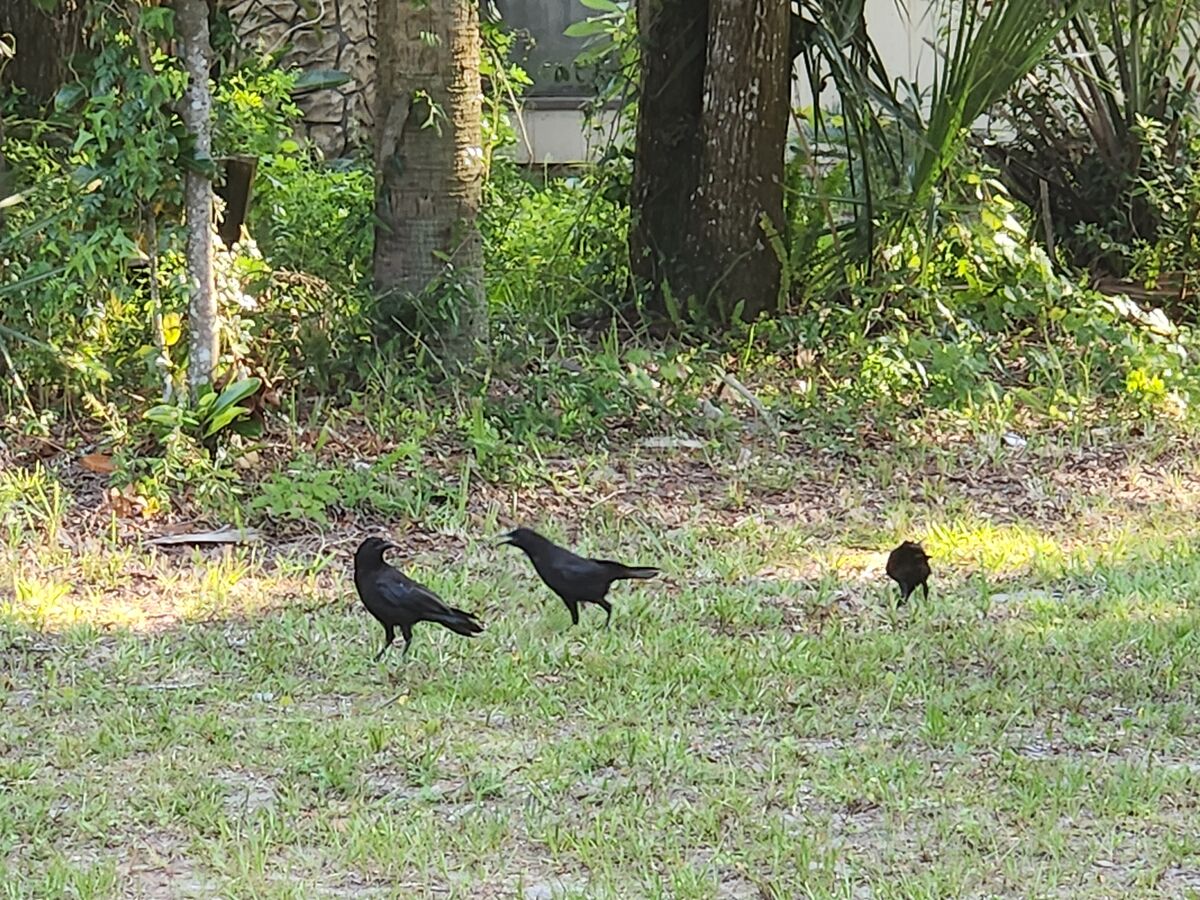 Crows looking for a meal....