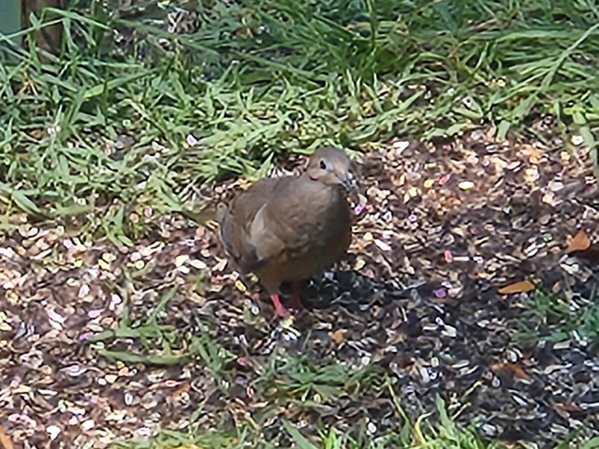 Dove feeding on ground...
