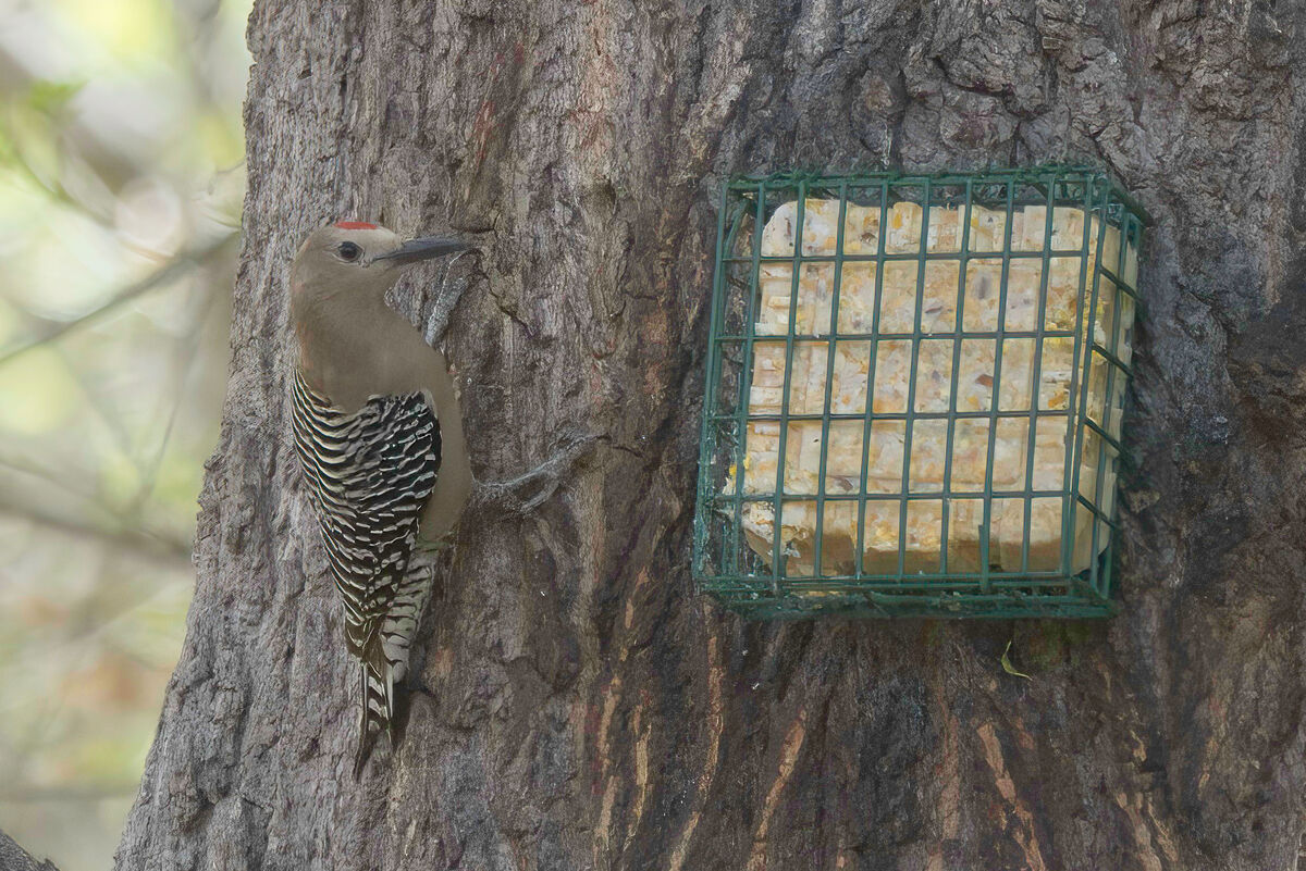 Gila Woodpecker (male)...