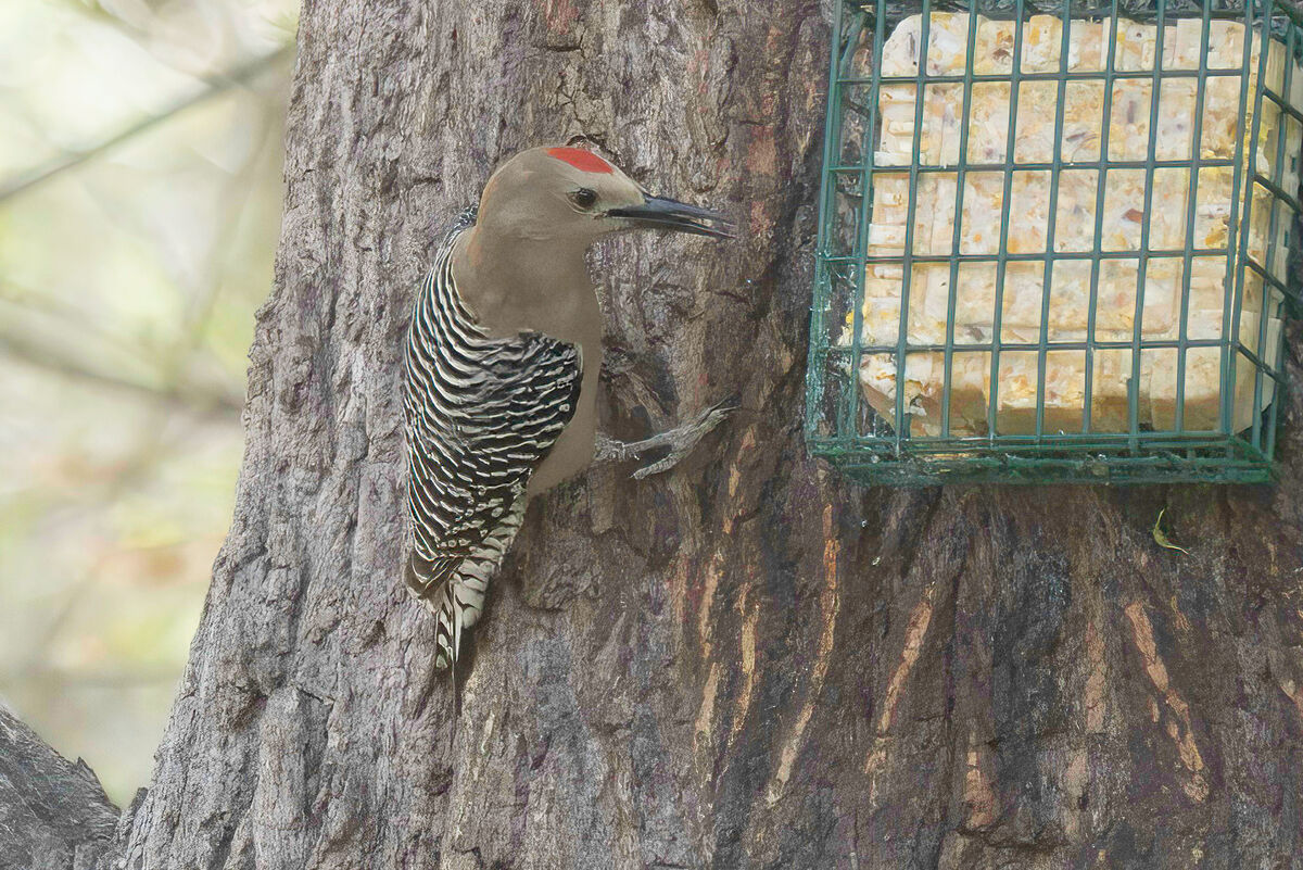 Gila Woodpecker (male)...