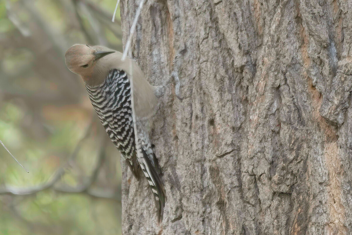 Gila Woodpecker (female)...
