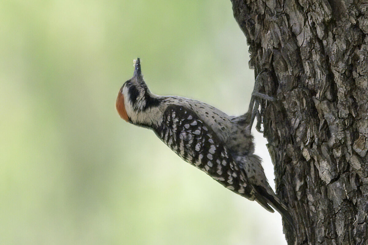 Ladderback Woodpecker (male)...